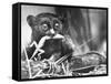 Tarsiers an Animal Native to Indonesia and Philippines Eating a Lizard Alive-Sam Shere-Framed Stretched Canvas