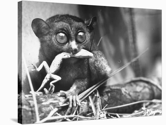Tarsiers an Animal Native to Indonesia and Philippines Eating a Lizard Alive-Sam Shere-Stretched Canvas