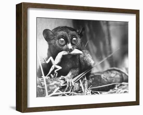 Tarsiers an Animal Native to Indonesia and Philippines Eating a Lizard Alive-Sam Shere-Framed Photographic Print