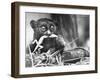 Tarsiers an Animal Native to Indonesia and Philippines Eating a Lizard Alive-Sam Shere-Framed Photographic Print