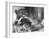 Tarsiers an Animal Native to Indonesia and Philippines Eating a Lizard Alive-Sam Shere-Framed Photographic Print