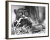 Tarsiers an Animal Native to Indonesia and Philippines Eating a Lizard Alive-Sam Shere-Framed Photographic Print