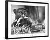 Tarsiers an Animal Native to Indonesia and Philippines Eating a Lizard Alive-Sam Shere-Framed Photographic Print