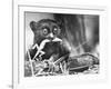 Tarsiers an Animal Native to Indonesia and Philippines Eating a Lizard Alive-Sam Shere-Framed Photographic Print