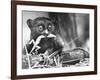 Tarsiers an Animal Native to Indonesia and Philippines Eating a Lizard Alive-Sam Shere-Framed Photographic Print