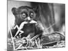 Tarsiers an Animal Native to Indonesia and Philippines Eating a Lizard Alive-Sam Shere-Mounted Photographic Print