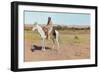 Tashkoniy (Herder), Cache Creek, Oklahoma-Henry Francois Farny-Framed Giclee Print