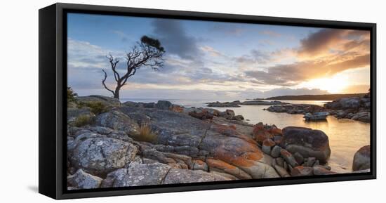 Tasmania, Australia. Binalong Bay, Bay of Fires at Sunrise-Matteo Colombo-Framed Stretched Canvas