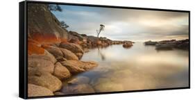 Tasmania, Australia. Binalong Bay, Bay of Fires at Sunrise-Matteo Colombo-Framed Stretched Canvas