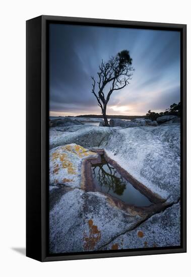 Tasmania, Australia. Single Tree Reflected in Water Pool at Bay of Fires, at Sunrise-Matteo Colombo-Framed Stretched Canvas