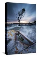 Tasmania, Australia. Single Tree Reflected in Water Pool at Bay of Fires, at Sunrise-Matteo Colombo-Stretched Canvas