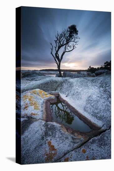 Tasmania, Australia. Single Tree Reflected in Water Pool at Bay of Fires, at Sunrise-Matteo Colombo-Stretched Canvas