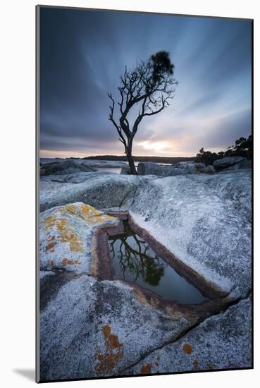 Tasmania, Australia. Single Tree Reflected in Water Pool at Bay of Fires, at Sunrise-Matteo Colombo-Mounted Photographic Print