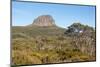 Tasmania, Cradle Mountain-Lake St Clair NP. Morning light on Barn Bluff and eucalyptus forest-Trish Drury-Mounted Photographic Print