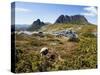 Tasmania, Peaks of Cradle Mountain and Wallaby Running Through Bush on Overland Track, Australia-Christian Kober-Stretched Canvas