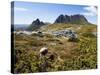 Tasmania, Peaks of Cradle Mountain and Wallaby Running Through Bush on Overland Track, Australia-Christian Kober-Stretched Canvas