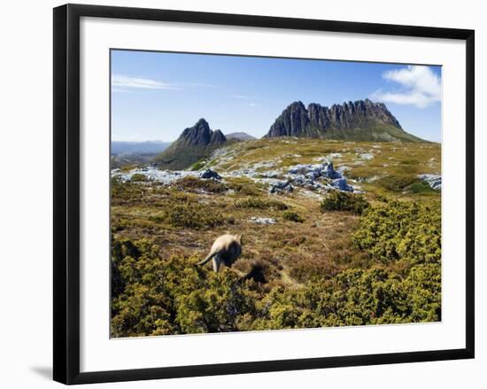 Tasmania, Peaks of Cradle Mountain and Wallaby Running Through Bush on Overland Track, Australia-Christian Kober-Framed Photographic Print