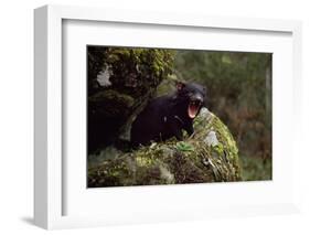 Tasmanian Devil Calling (Sarcophilus Harrisii) Tasmania Australia-John Cancalosi-Framed Photographic Print