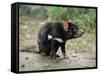 Tasmanian Devil, Sarcophilus Harrisii, in Captivity, Australia, Pacific-Ann & Steve Toon-Framed Stretched Canvas