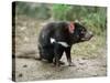 Tasmanian Devil, Sarcophilus Harrisii, in Captivity, Australia, Pacific-Ann & Steve Toon-Stretched Canvas