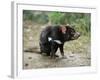 Tasmanian Devil, Sarcophilus Harrisii, in Captivity, Australia, Pacific-Ann & Steve Toon-Framed Photographic Print