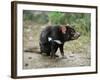 Tasmanian Devil, Sarcophilus Harrisii, in Captivity, Australia, Pacific-Ann & Steve Toon-Framed Photographic Print