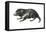 Tasmanian Devil (Sarcophilus Harrisii), Marsupial, Mammals-Encyclopaedia Britannica-Framed Stretched Canvas