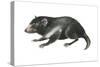 Tasmanian Devil (Sarcophilus Harrisii), Marsupial, Mammals-Encyclopaedia Britannica-Stretched Canvas