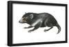 Tasmanian Devil (Sarcophilus Harrisii), Marsupial, Mammals-Encyclopaedia Britannica-Framed Poster