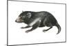 Tasmanian Devil (Sarcophilus Harrisii), Marsupial, Mammals-Encyclopaedia Britannica-Mounted Poster