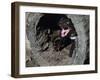 Tasmanian Devil, Sarcophilus Harrisii, Medium Close-Up-Thonig-Framed Photographic Print
