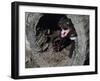 Tasmanian Devil, Sarcophilus Harrisii, Medium Close-Up-Thonig-Framed Photographic Print