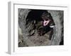 Tasmanian Devil, Sarcophilus Harrisii, Medium Close-Up-Thonig-Framed Photographic Print