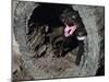 Tasmanian Devil, Sarcophilus Harrisii, Medium Close-Up-Thonig-Mounted Photographic Print