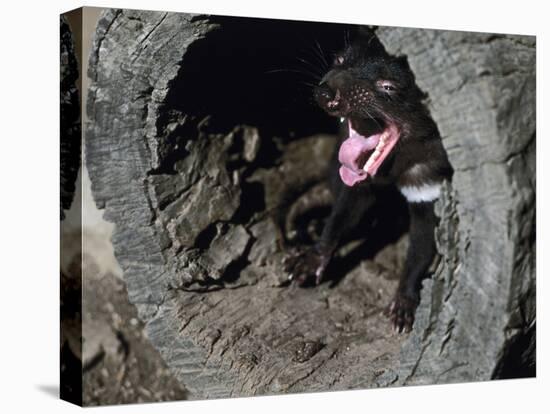 Tasmanian Devil, Sarcophilus Harrisii, Medium Close-Up-Thonig-Stretched Canvas
