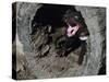 Tasmanian Devil, Sarcophilus Harrisii, Medium Close-Up-Thonig-Stretched Canvas