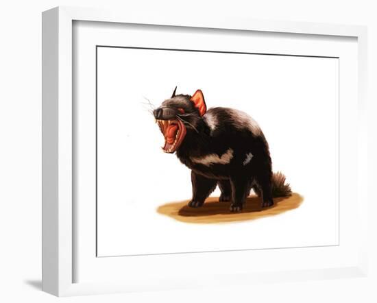 Tasmanian Devil-Spencer Sutton-Framed Art Print