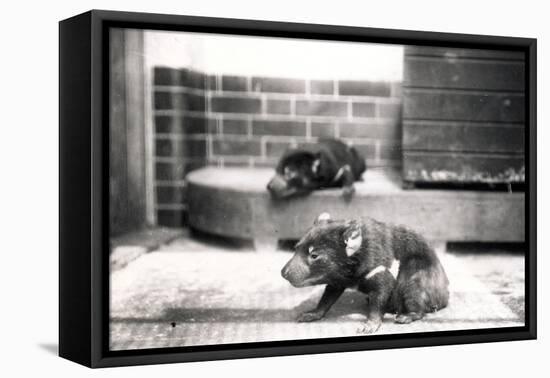 Tasmanian Devils-Frederick William Bond-Framed Stretched Canvas