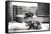 Tasmanian Devils-Frederick William Bond-Framed Stretched Canvas