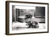 Tasmanian Devils-Frederick William Bond-Framed Premium Photographic Print