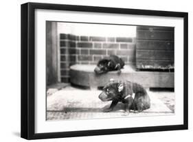 Tasmanian Devils-Frederick William Bond-Framed Premium Photographic Print