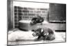 Tasmanian Devils-Frederick William Bond-Mounted Premium Photographic Print