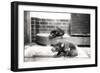 Tasmanian Devils-Frederick William Bond-Framed Photographic Print