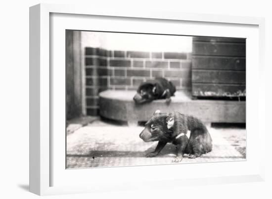 Tasmanian Devils-Frederick William Bond-Framed Photographic Print