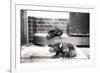 Tasmanian Devils-Frederick William Bond-Framed Photographic Print