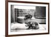 Tasmanian Devils-Frederick William Bond-Framed Photographic Print