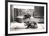 Tasmanian Devils-Frederick William Bond-Framed Photographic Print