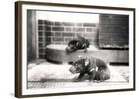 Tasmanian Devils-Frederick William Bond-Framed Photographic Print