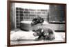 Tasmanian Devils-Frederick William Bond-Framed Photographic Print