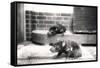 Tasmanian Devils-Frederick William Bond-Framed Stretched Canvas